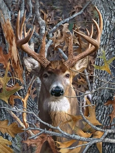 Dijamantno slikanje – jelenov pogled 30 × 40 cm