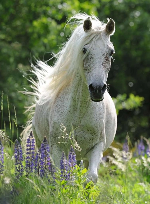 Puzzle Bijeli pastuh XXL 100 dijelova