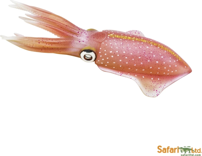 Common squid Safari Ltd.