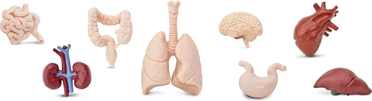 Safari Ltd. human organs – large bagged pack (48 pcs)