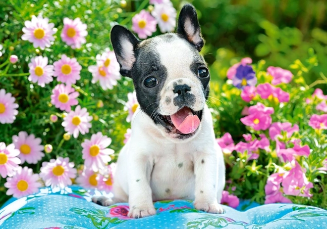 Puzzle 500 dijelova French Bulldog Puppy