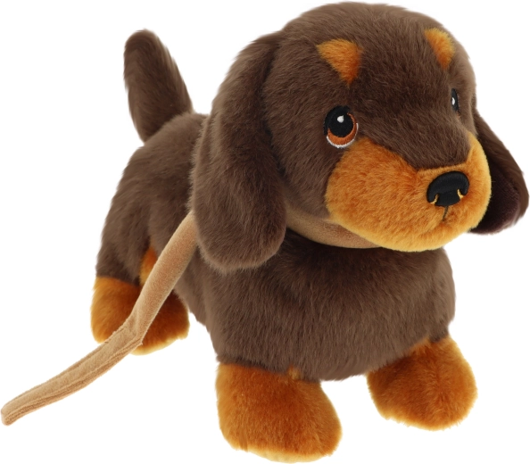 Keeleco štene jazavčara na povodcu 23 cm