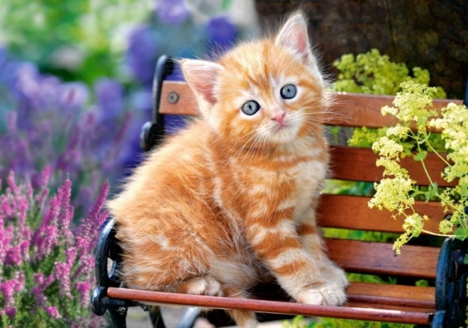 Slagalica 500 dijelova – Ginger Kitten