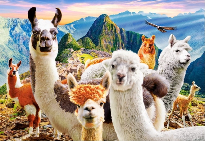 Puzzle 1000 kom Llamas Selfie