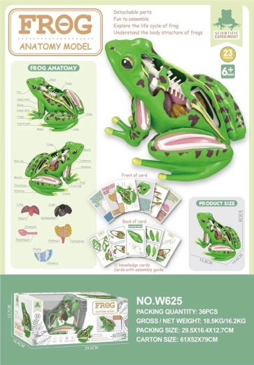 Educational Frog Anatomy Model