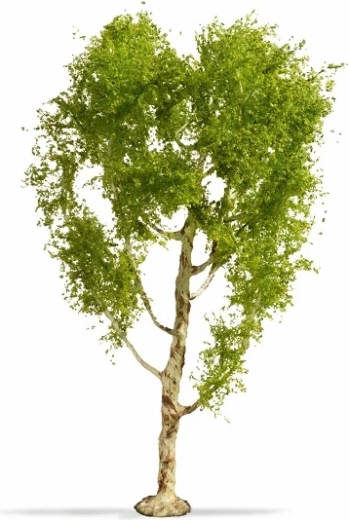 Noch Master Tree breza Betula pendula 21 cm