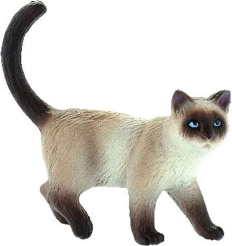 Domaća mačka - Kimmy