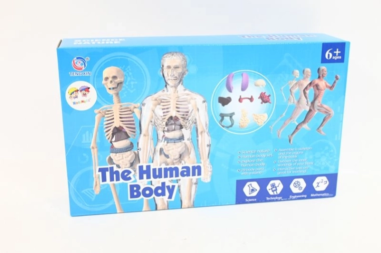 Anatomski model ljudskog tijela