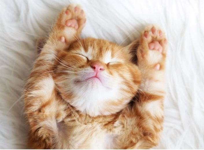 Ravensburger puzzle Pospani pufastići 500 dijelova