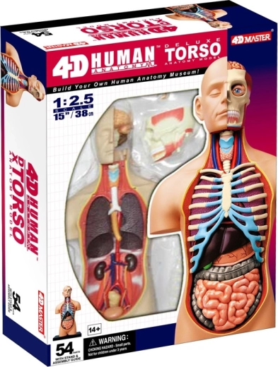 4D Master deluxe anatomski torzo čovjeka 38 cm