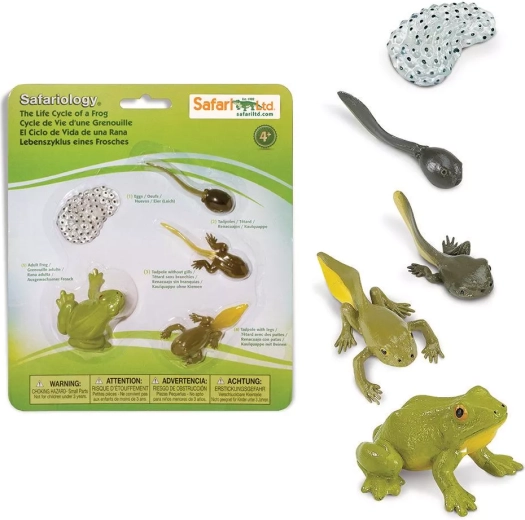 Safari Ltd. Frog Life Cycle