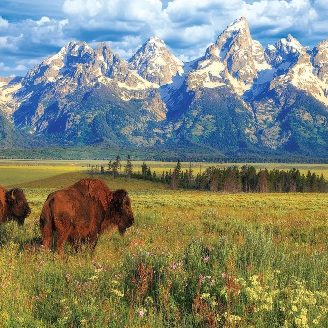 Puzzle prekrasni Nacionalni park Grand Teton 1000 komada