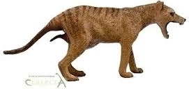 Collecta tilacin – ženka (tasmanski tigar)