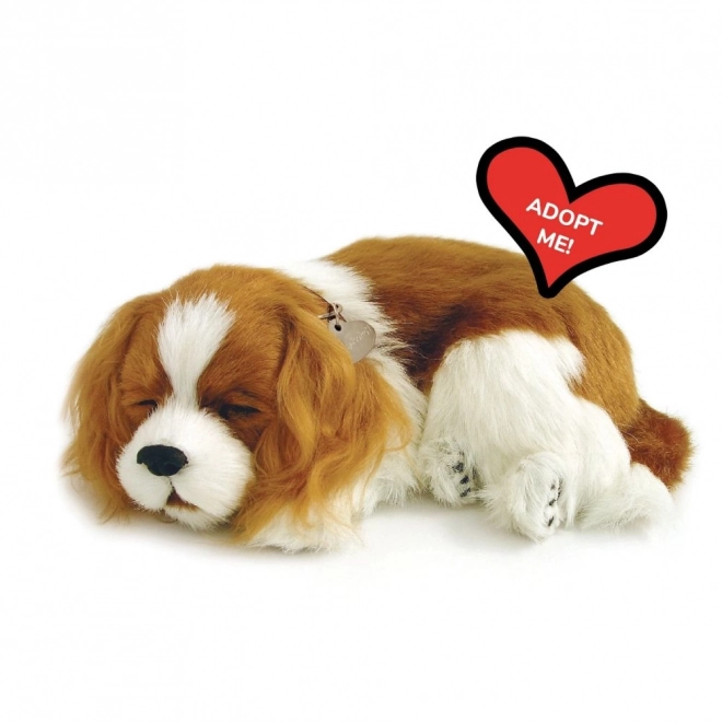 Dišuće štenac Cavalier