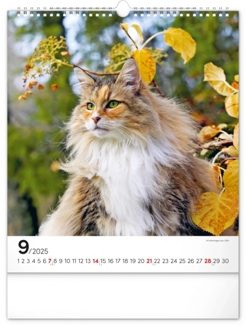 Zidni kalendar Mačke 2025, 30 × 34 cm