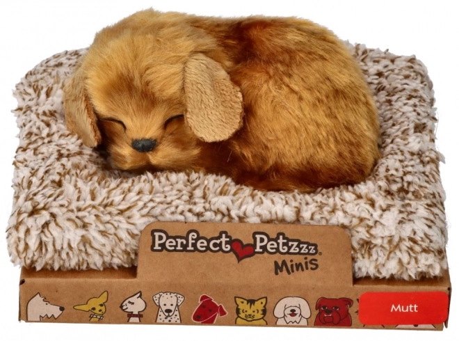 Mali psić Perfect Petzzz