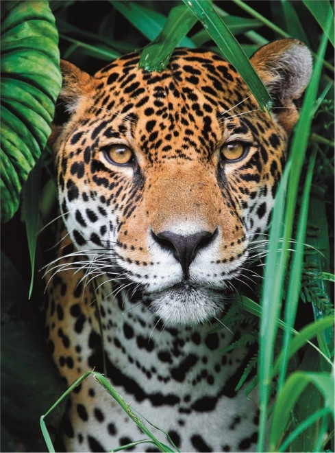 Puzzle 500 dijelova Visoka Kvaliteta, Jaguar u džungli