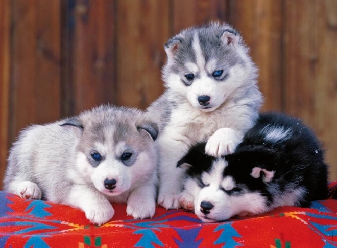 Slagalica Štenci Husky od Ravensburger