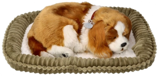 Dišuće štenac Cavalier