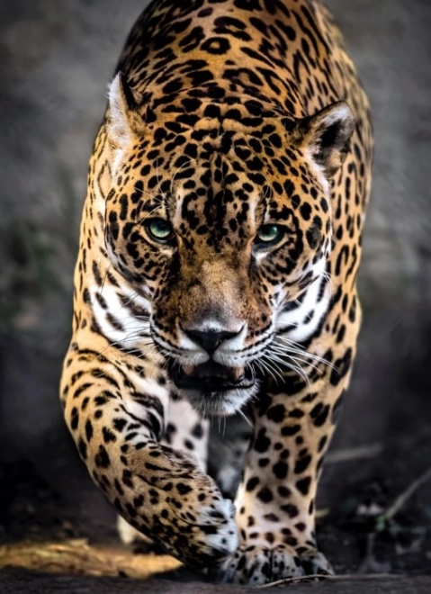 Puzzle 1000 komadi Jaguar