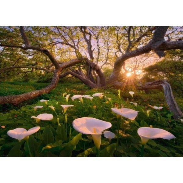 Puzzle 1000 dijelova Čarobna Šuma Kalie