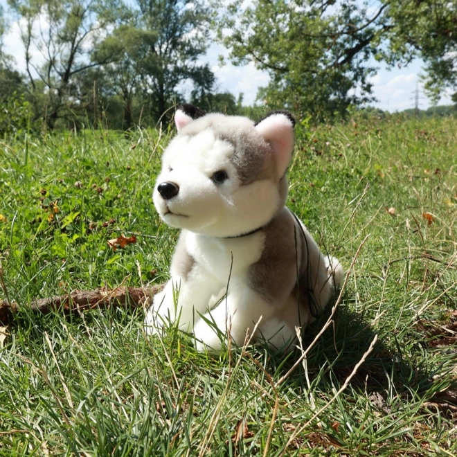 Plišani pas Husky s vodilicom 28 cm od Rappa