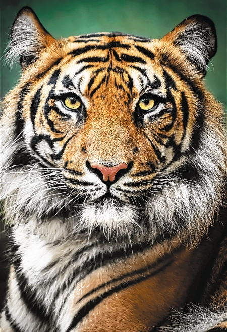 Puzzle 1500 dijelova – portret tigra Trefl