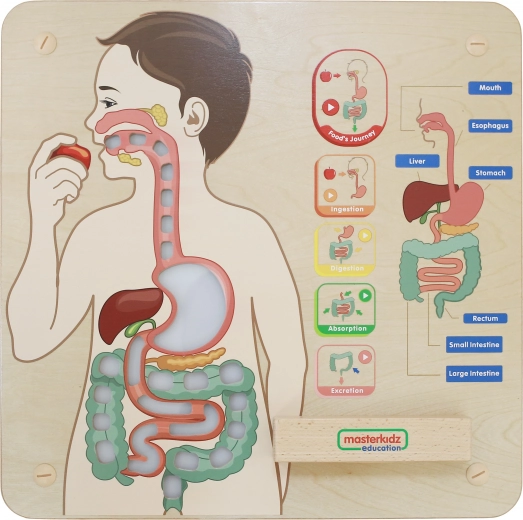 Interaktivni prikaz probavnog sustava