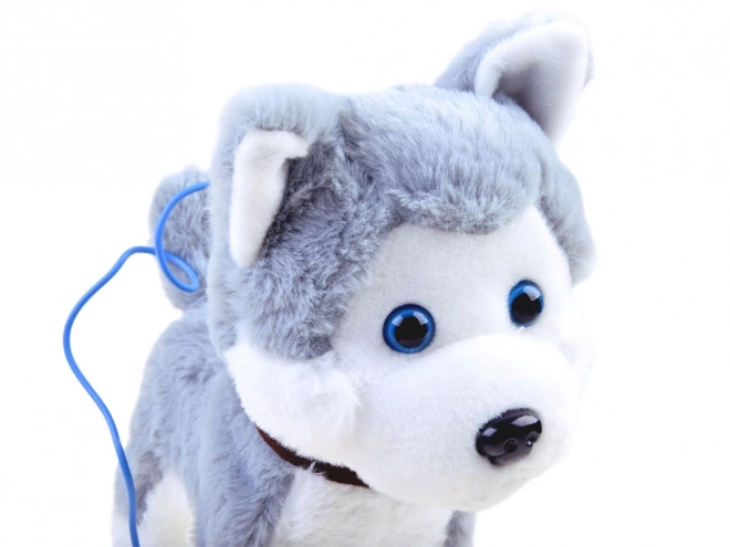 Interaktivni psić Husky na povodcu