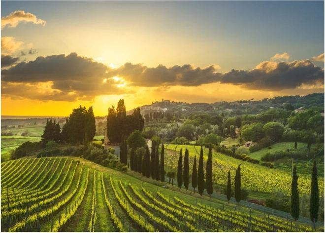 Puzzle Vinogradi Maremma XL 500 dijelova