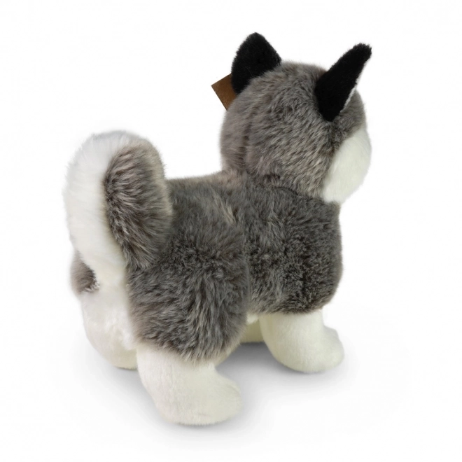 Plišani pas Husky stojeći 23 cm EKO-PRIJATELJSKI