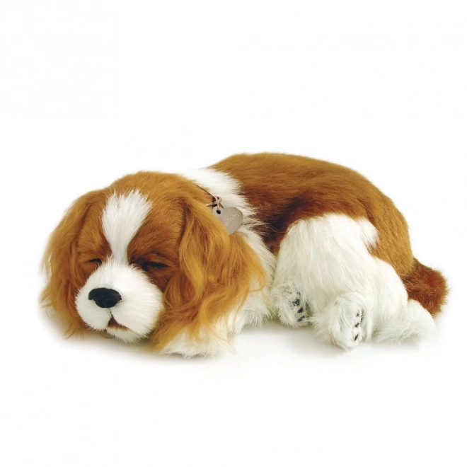 Dišuće štenac Cavalier