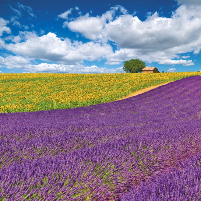 Kalendarska bilježnica Provence 2026