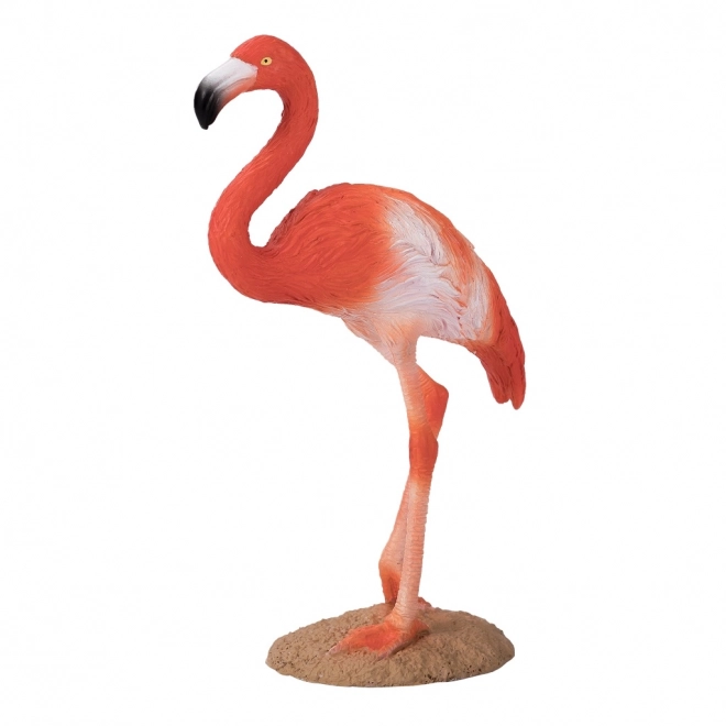 Mojo Američki flamingo