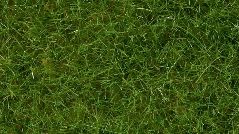 Statička trava divlja svijetlozelena 6 mm Noch