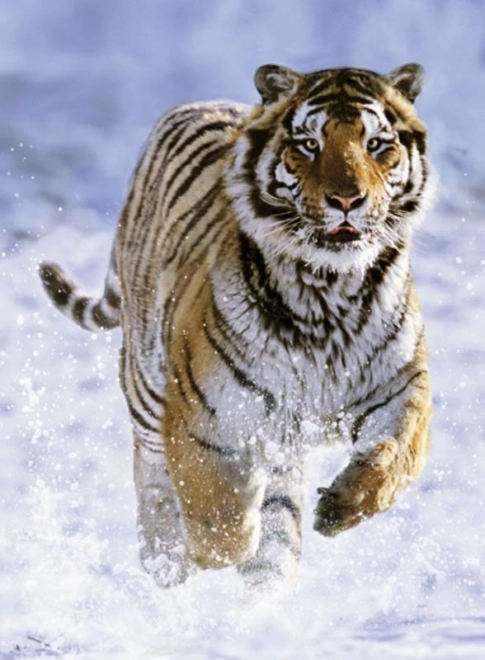Ravensburger puzzle Tigar u zimi 500 dijelova