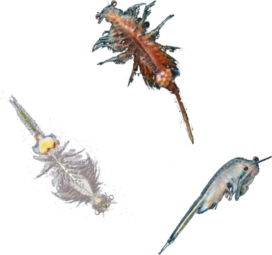 Idealno za djecu 8–12 godina