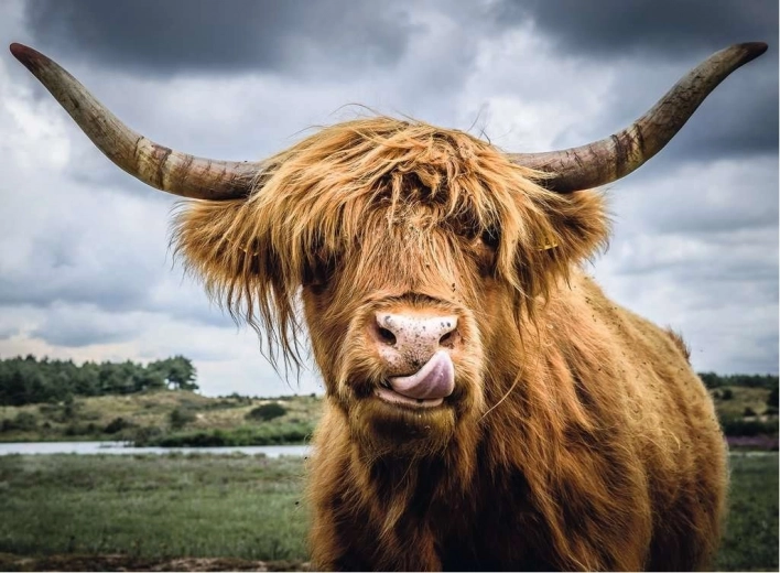 ravensburger puzzle moments highland cattle 300 dijelova