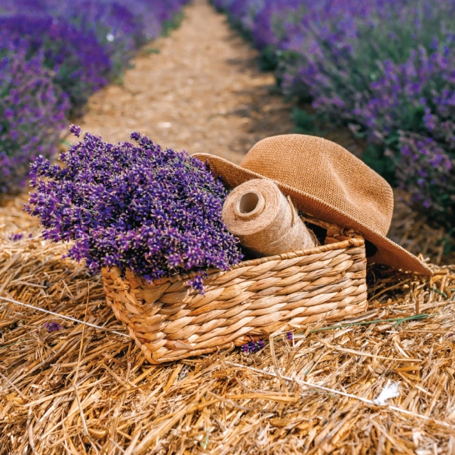 Kalendarska bilježnica Provence 2026