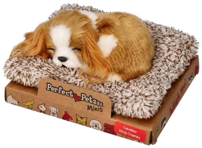 Spavajuće štene Cavalier King Charles Perfect Petzzz