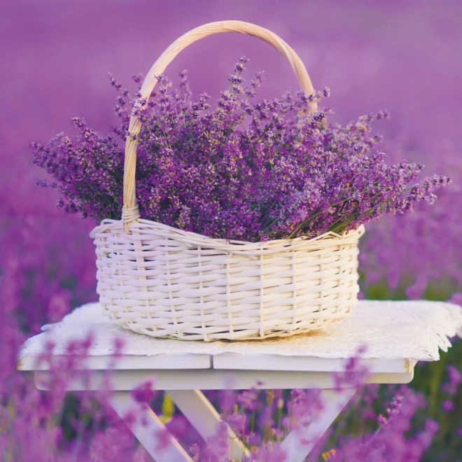 Žabica Kalendar Provence 2026