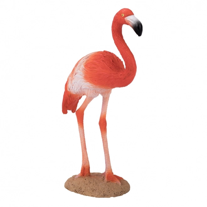 Mojo Američki flamingo