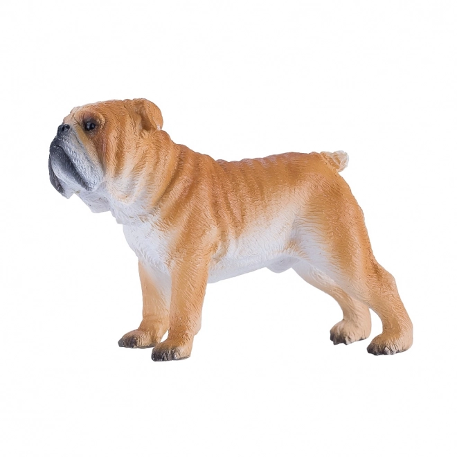 Mojo Engleski buldog