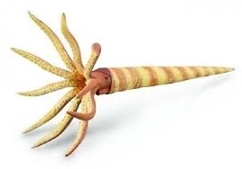Collecta model ortocerasa