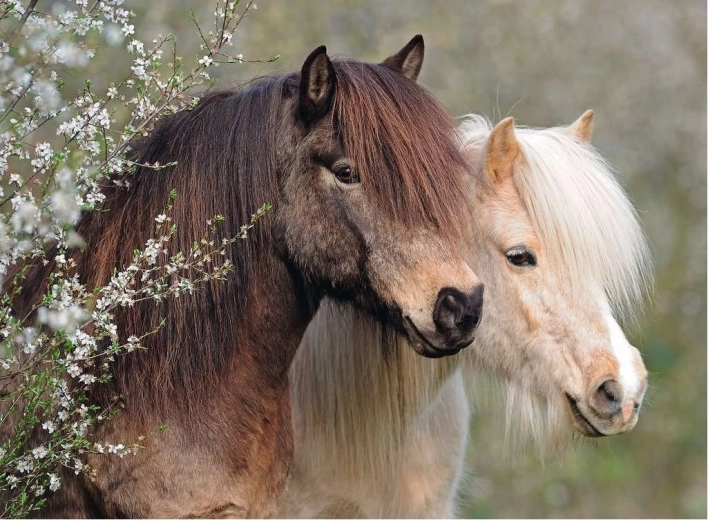 Ravensburger puzzle Perfect Ponies 150 dijelova