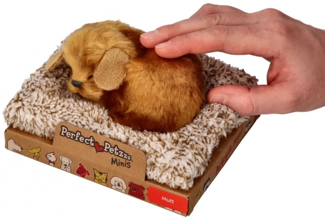 Mali psić Perfect Petzzz