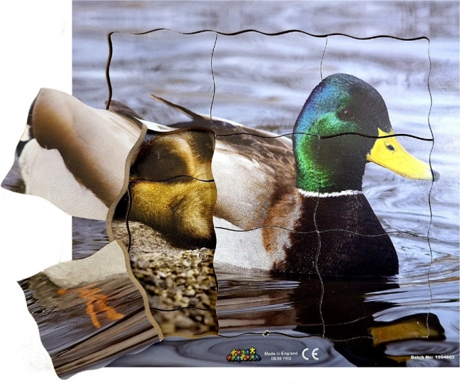 Drvene slojevite puzzle Patka i njezin životni ciklus - 19 dijelova
