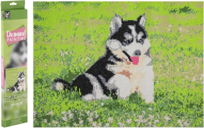GRAFIX Dijamantno slikanje Husky 40x50cm