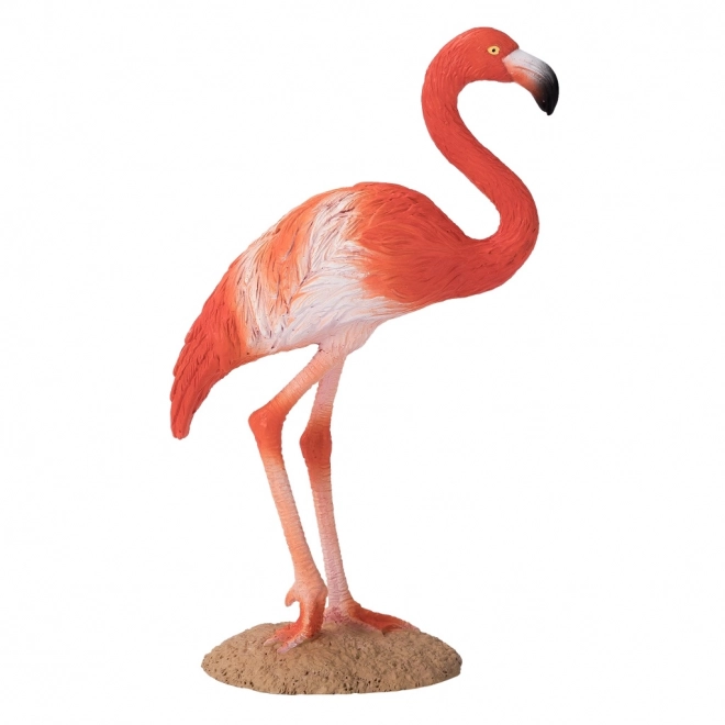 Mojo Američki flamingo
