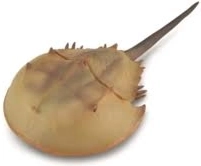 Collecta potkura – realističan model životinje